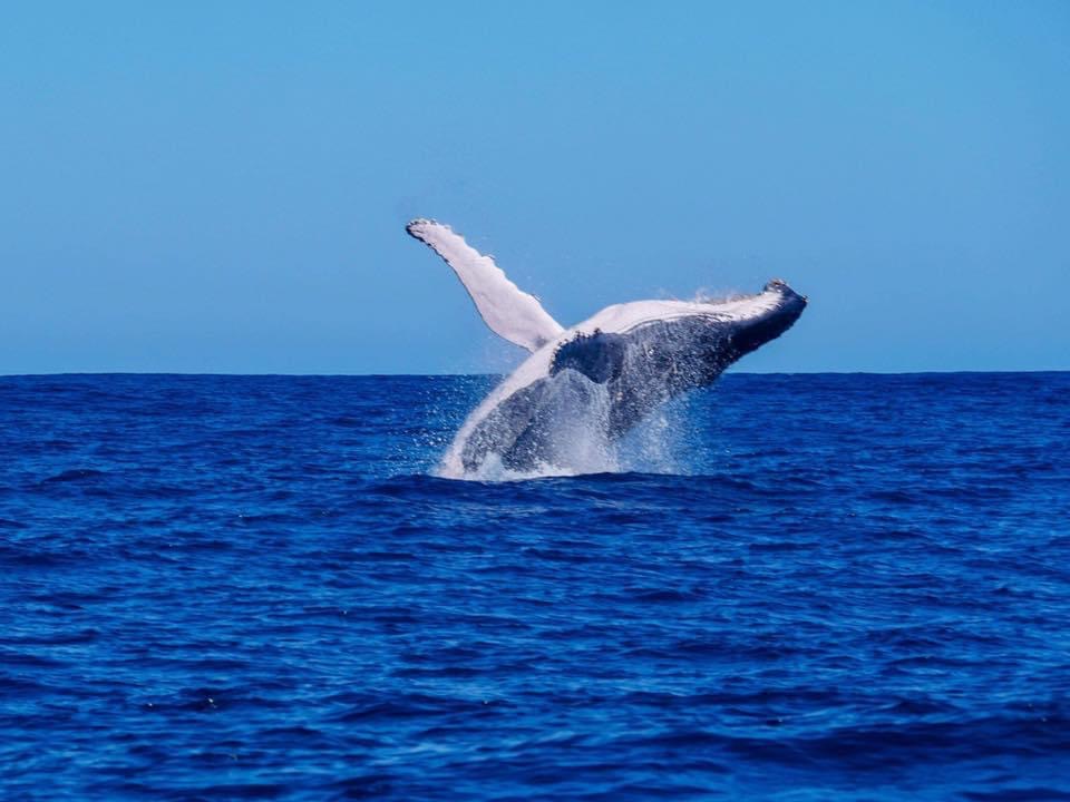 Safari Baleines à l'Hôtel Salary Bay