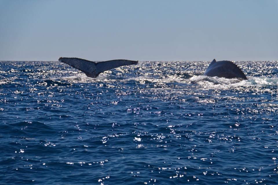 Observation des baleines à bosse à l'Hôtel Salary Bay